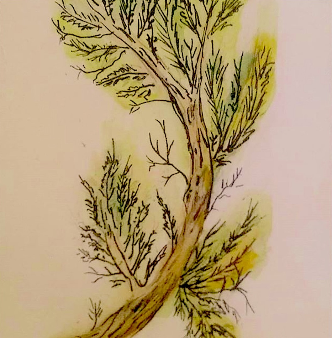 under evergreen tree