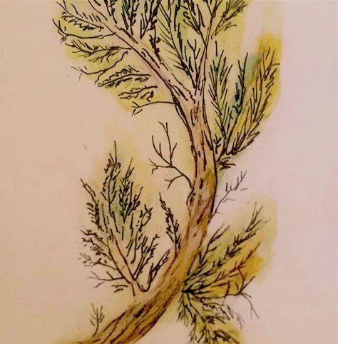 under evergreen tree